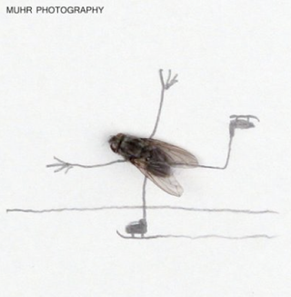 Illustration for article titled The Dead Fly Artwork Of Magnus Muhr